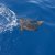 Animales Marinos &raquo; Tortugas marinas